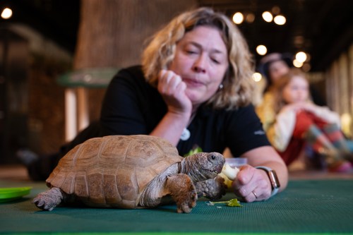 Gus, a 104-year-old gopher tortoise, is fed a supper of bananas, lettuce and strawberries by Heather McKinnon Ramshaw, co-ordinator of animal care at the Museum of Natural History in Halifax on Friday, Oct. 9, 2026. THE CANADIAN PRESS/Darren Calabrese