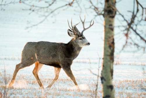 A mule dear buck forages for food as the sun rises near Dog Pound, north of Calgary, on Saturday, Jan. 13, 2024. THE CANADIAN PRESS/Jeff McIntosh
