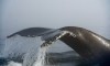 The tail of a humpback whale comes out in the morning fog, on the Saint-Lawrence river in Tadoussac Que., Tuesday, Aug. 11, 2020. THE CANADIAN PRESS/Jacques Boissinot
