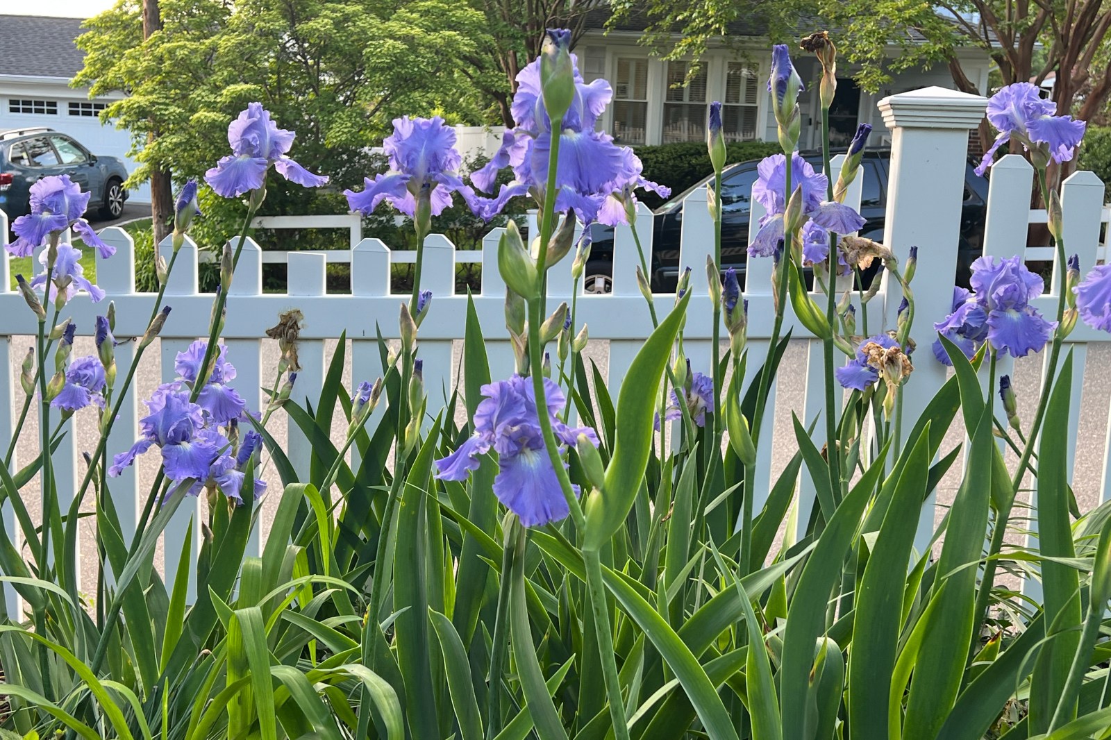 Fall planting guide for long‑lived perennials