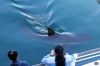 A shark swims in a canal of the North Port Waterfront Park in Busan, South Korea, Thursday, Oct. 22, 2026. (Cha Keun-ho/Yonhap via AP)
