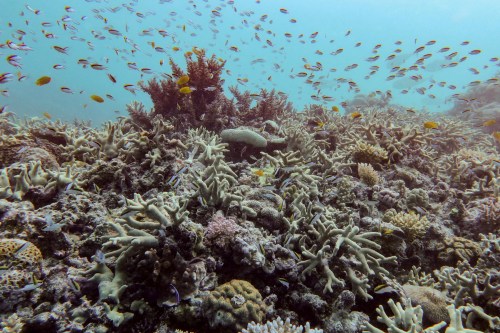 FILE - A diverse coral assemblage is seen after a 2024 bleaching event at Pompey Reef in the northern Great Barrier Reef, far North Queensland, Australia, on Jan. 1, 2025. (Australian Institute of Marine Science via AP, File)