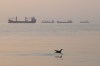 A bird flies low over the water as cargo ships lie at anchor in the Strait of Hormuz off Bandar Abbas, Iran, early Saturday, Oct. 24, 2026. (Amirhosein Khorgooi/ISNA via AP)