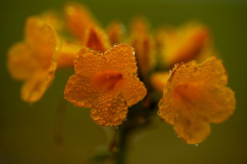 Dew droplets cling to a flower among a carpet of blooms covering the Atacama Desert near Copiapo, Chile, Friday, Sept. 25, 2026.  (AP Photo/Esteban Felix)