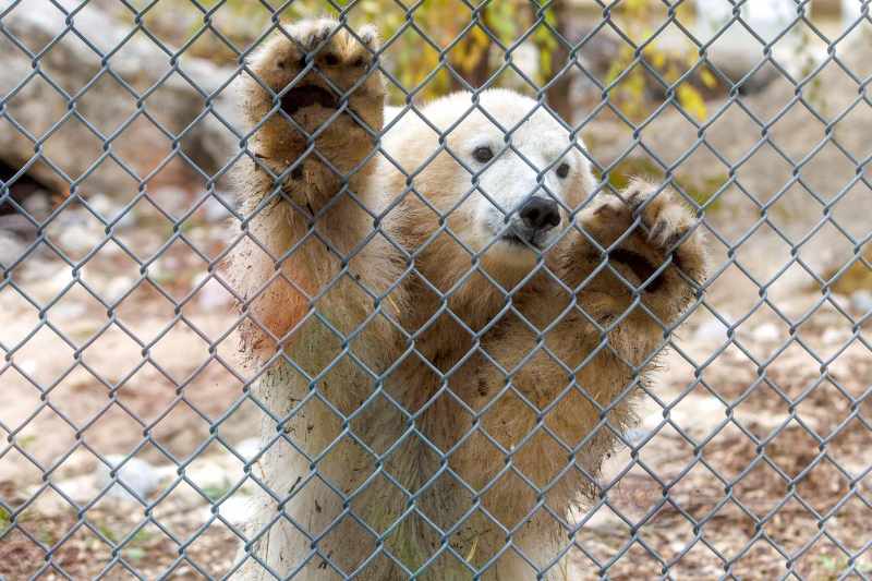 MIKE DEAL / FREE PRESS
The latest addition to the polar bear family at the Assiniboine Park Conservancy can now be visited at the Zoo’s Leatherdale International Polar Bear Conservation Centre. The yet to be named orphaned polar bear cub arrived at the Zoo from Churchill in August.