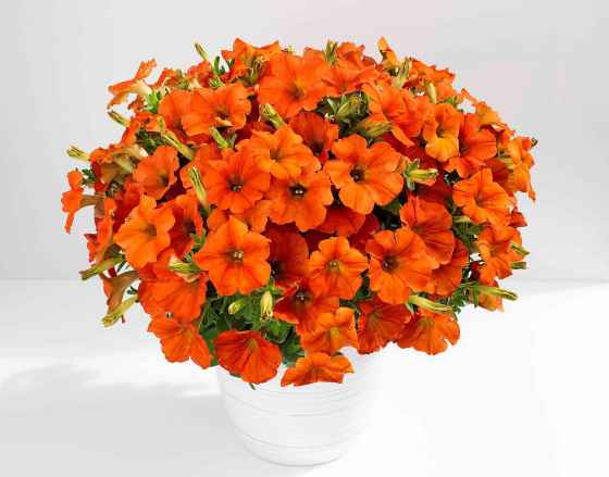 Petunia Inferno the Orange! (PAC Elsner Westhoff)