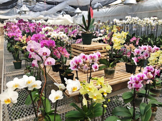 Ever Spring Greenhouse specializes in orchids. (Ariel Lin)