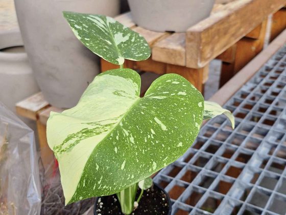 Monstera deliciosa Thai constellation (Colleen Zacharias)