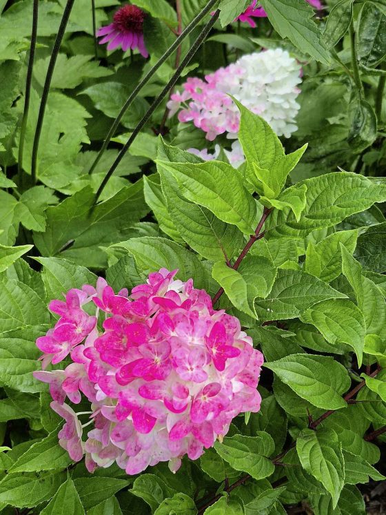 There's still time to dry your hydrangeas for fall bouquets. (Colleen Zacharias)