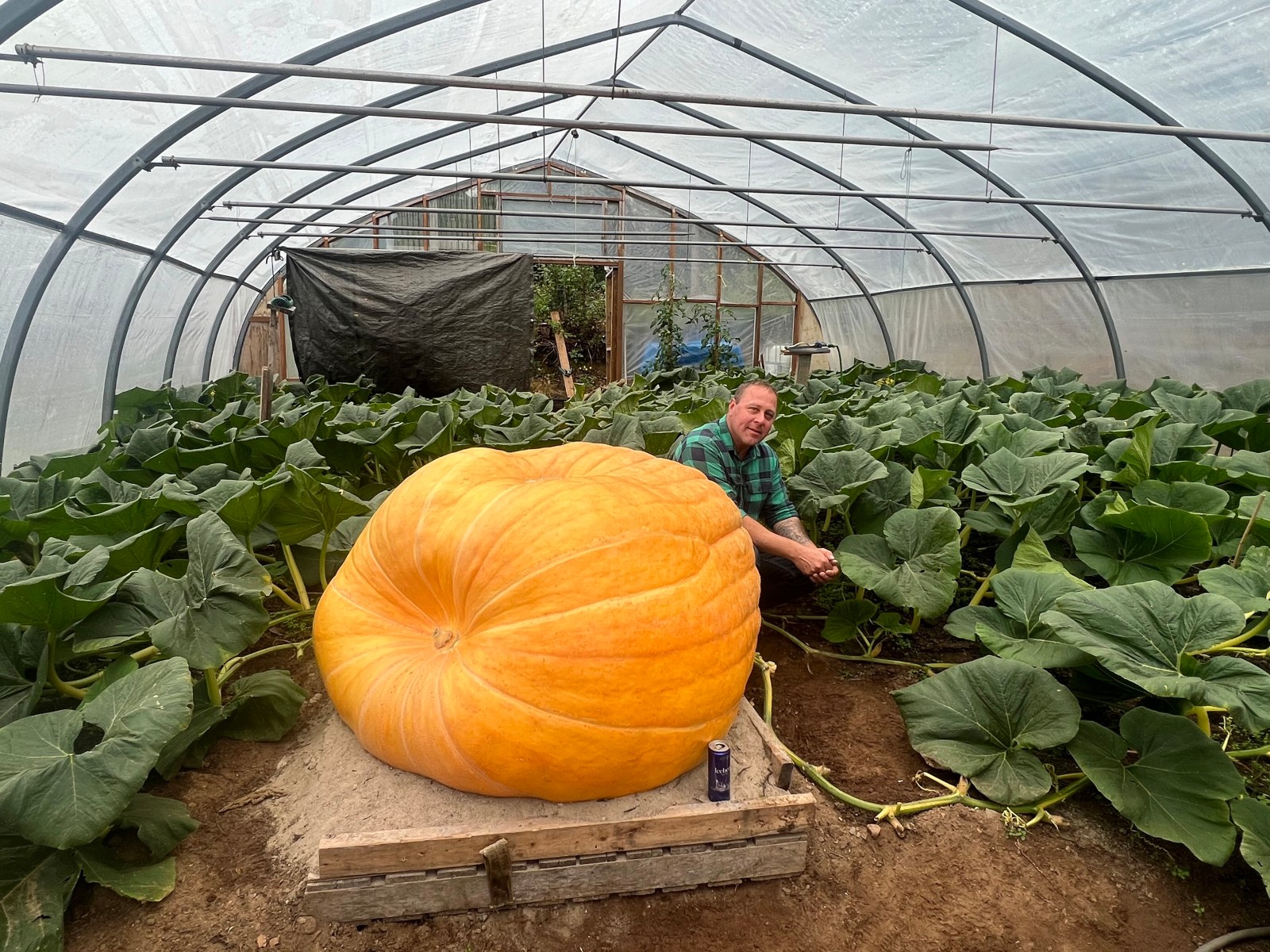 Newfoundland grower Leslee Lake’s 480‑kg pumpkin aims to eclipse record pumpkin Gourdzilla