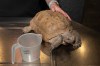 Gus, a 104-year-old gopher tortoise, is pictured at the Museum of Natural History, in Halifax on Friday, Oct. 9, 2026. THE CANADIAN PRESS/Darren Calabrese