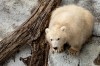 An orphaned polar bear cub at Winnipeg's Assiniboine Park Zoo is shown in this undated handout photo. THE CANADIAN PRESS/Handout - Assiniboine Park Zoo (Mandatory Credit)